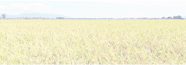 一本の稲穂を与えれば一日食べられる。稲穂の育て方を教えれば一生食べられる